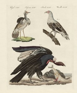 Uccelli stranieri