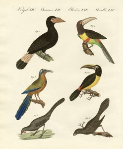 Uccelli stranieri