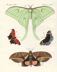 Farfalle straniere (incisione colorata) da German School