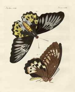 Farfalle straniere di dimensioni fenomenali (incisione colorata)