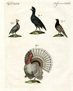 Pollame domestico straniero