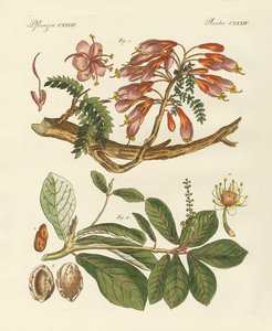 Piante straniere (incisione colorata) da German School