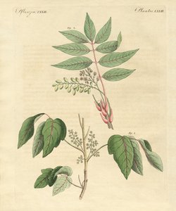 Piante velenose straniere da German School