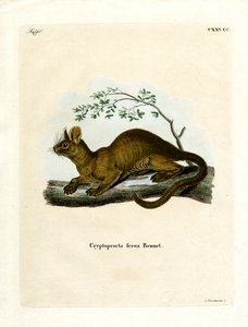 Fossa da German School