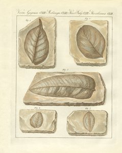 Foglie fossilizzate dei tempi primitivi da German School