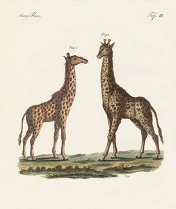 Animali quadrupedi