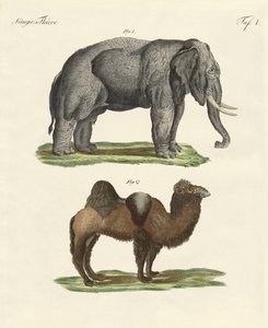 Animali quadrupedi