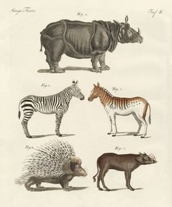 Animali quadrupedi da German School