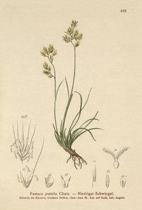 Festuca pumila da German School