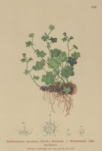 Sassifraga fragile (Zahlbrucknera paradoxa, Saxifraga paradoxa) da German School