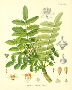 Incenso, illustrazione da Koehlers Medicinal Plants, pubblicato nel 1887 da German School