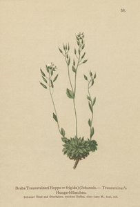 Draba frigida (Draba traunsteineri, Draba frigida) da German School