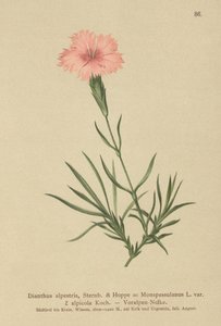Dianthus Monspessulanus da German School