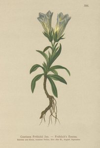 Genziana di Froelich (Gentiana Froelichii) da German School