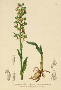 Coeloglossum viride da German School