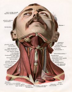Vista frontale dei muscoli e delle ghiandole del collo umano da German School