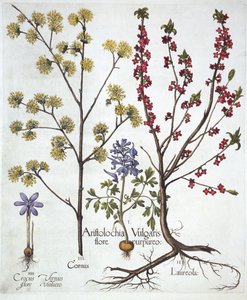 Fumaria, dafne mezereo, corniolo e croco primaverile, da Hortus Eystettensis, di Basil Besler, pub. 1613 da German School