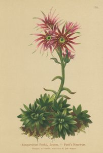 Semprevivo di Funk (Sempervivum Funkii) da German School
