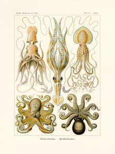 Gamochonia, 1899-1904