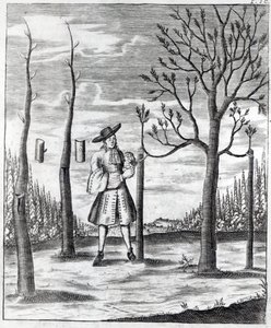 Giardinaggio e malattie delle piante, un