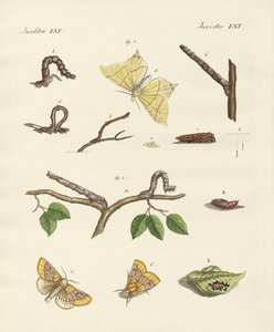 Farfalle Phalaena tedesche da German School