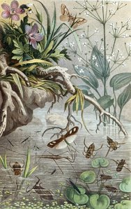 Insetti acquatici tedeschi e pattinatori d
