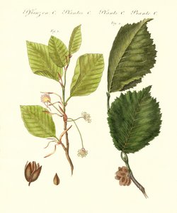 Alberi tedeschi da German School