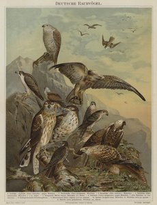 Uccelli rapaci tedeschi (litografia a colori) da German School