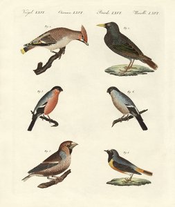 Uccelli canori tedeschi