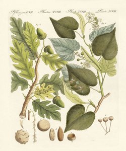Alberi tedeschi da German School