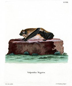 Pipistrello gigante di casa