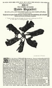 Ratti giganti catturati a Strasburgo nel 1683 da German School