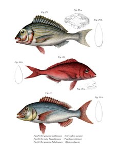 Orata