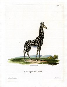 Giraffa da German School