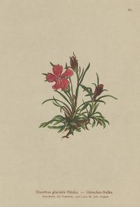 Dianthus glacialis