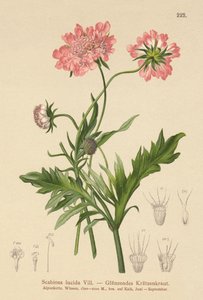 Scabiosa lucida