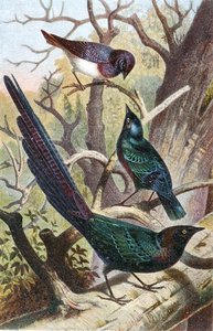 Storni Lucidi, tavola da "Brehms Tierleben: Allgemeine Kunde des Tierreichs", vol 4, p. 392, pubblicato da Bibliographisches Institut da German School