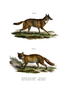 Sciacallo dorato, 1860