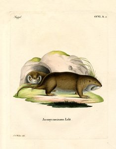 Gopher da German School