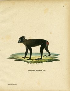 Macaco di Gorontalo da German School