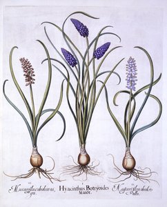 Giacinti d