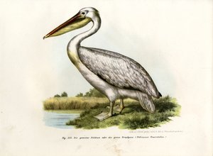 Grande pellicano bianco, 1864 da German School