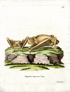 Pipistrello bulldog maggiore