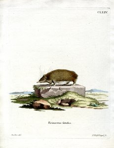 Tenrec Maggiore da German School