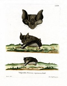 Pipistrello ferro di cavallo maggiore