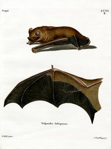 Pipistrello Notturno Maggiore