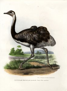 Nandù Maggiore, 1864 da German School