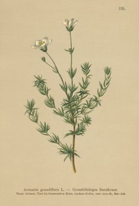 Arenaria grandiflora da German School