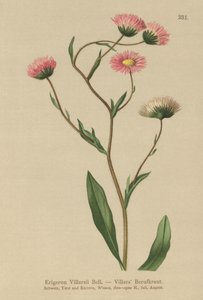 Erigeron greco da German School