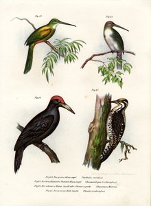 Jacamar coda verde da German School